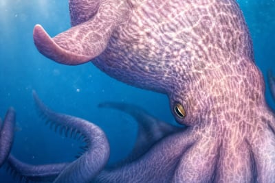 Kraken и Payward строят единую финансовую инфраструктуру на базе блокчейна